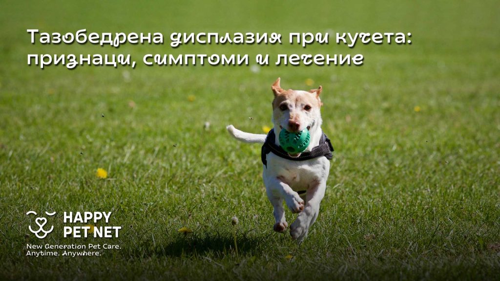 Тазобедрена дисплазия при кучета: признаци, симптоми и лечение