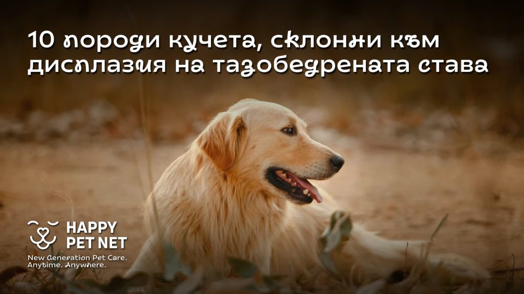 10 породи кучета, предразположени към дисплазия на тазобедрената става