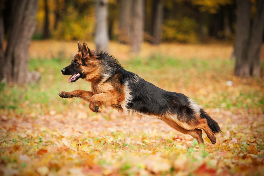 10 породи кучета, предразположени към дисплазия на тазобедрената става Happy Pet Net 2 Немска овчарка, която бяга