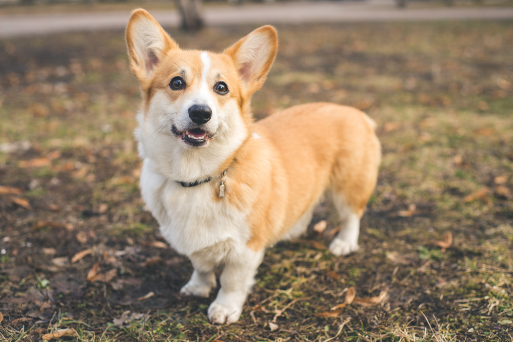 10 породи кучета, предразположени към дисплазия на тазобедрената става Happy Pet Net 3 Корги