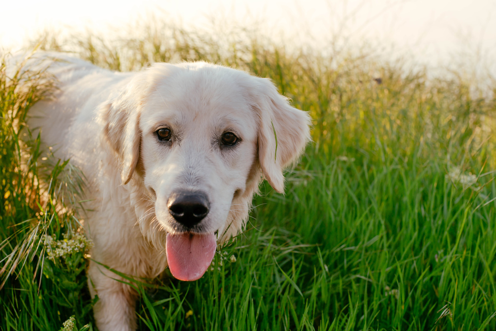 10 породи кучета, предразположени към дисплазия на тазобедрената става Happy Pet Net 4 Голдън ретрийвърите и лабрадорите са склонни към развитие на остеопороза
