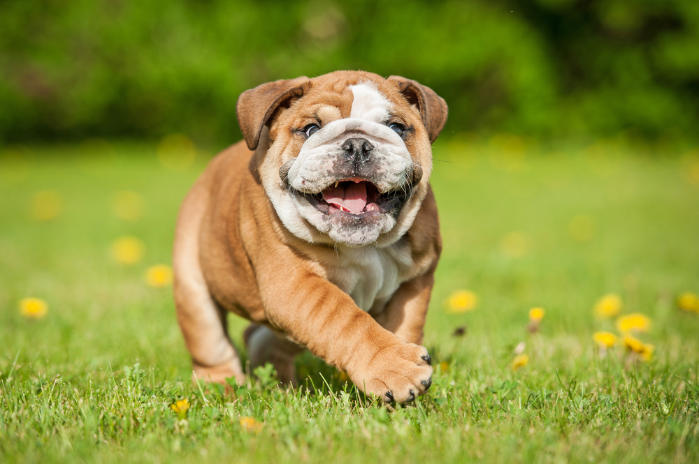 10 породи кучета, предразположени към дисплазия на тазобедрената става Happy Pet Net 5 Кученце булдог тича навън