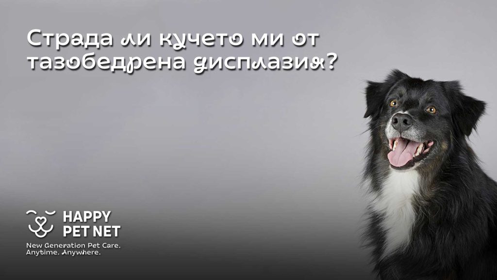 Страда ли кучето ми от тазобедрена дисплазия?