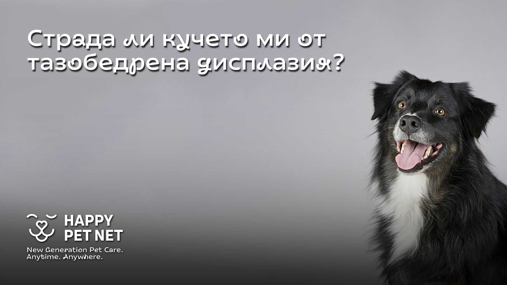 Страда ли кучето ми от тазобедрена дисплазия?
