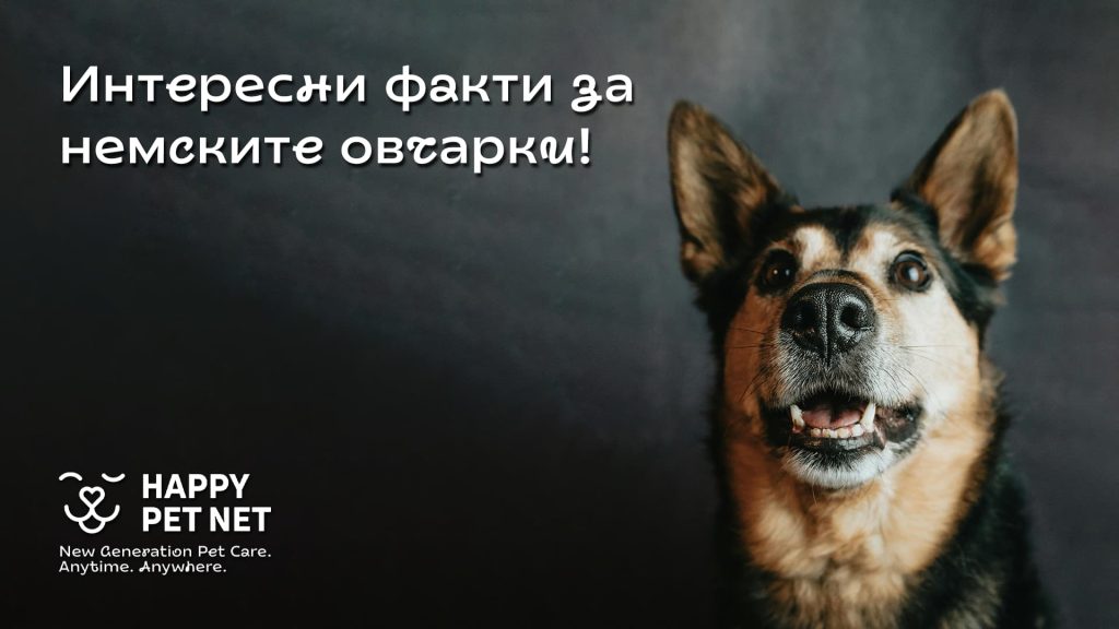 Интересни факти за немските овчарки, които може би не знаехте!