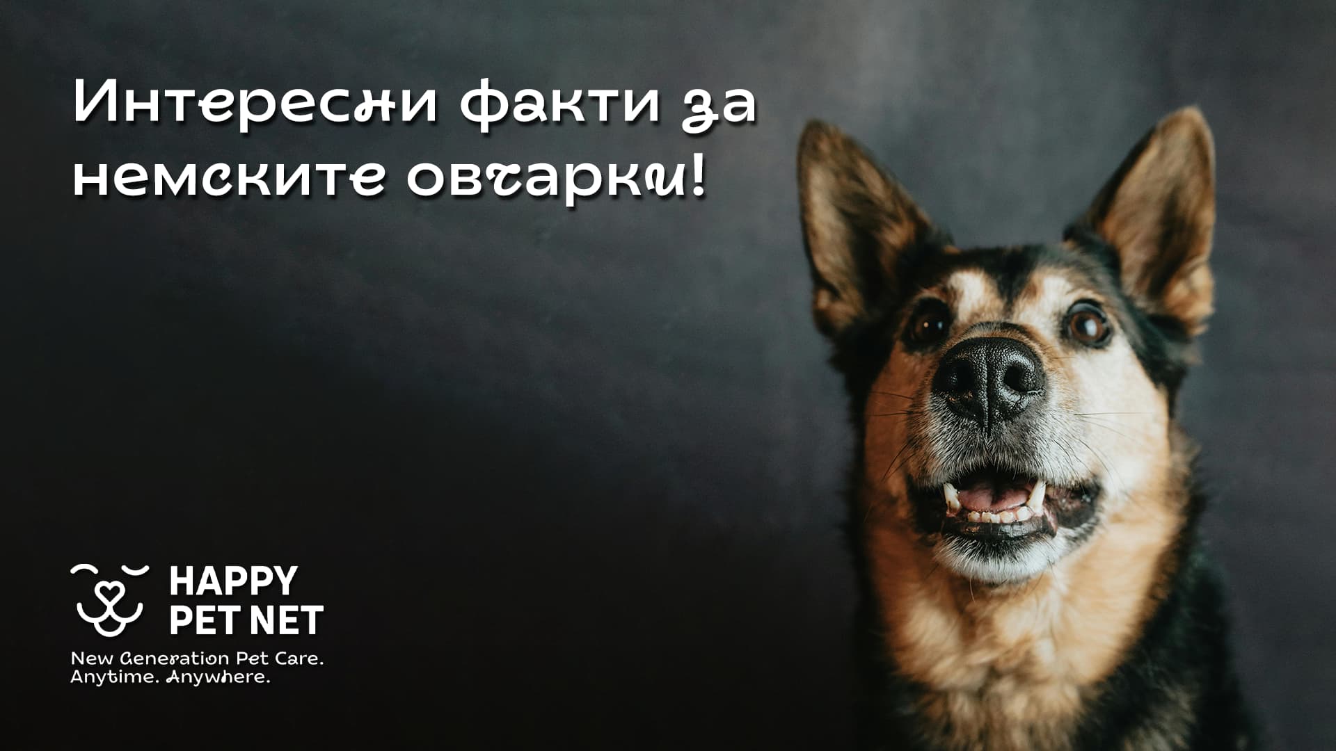 Интересни факти за немските овчарки, които може би не знаехте!