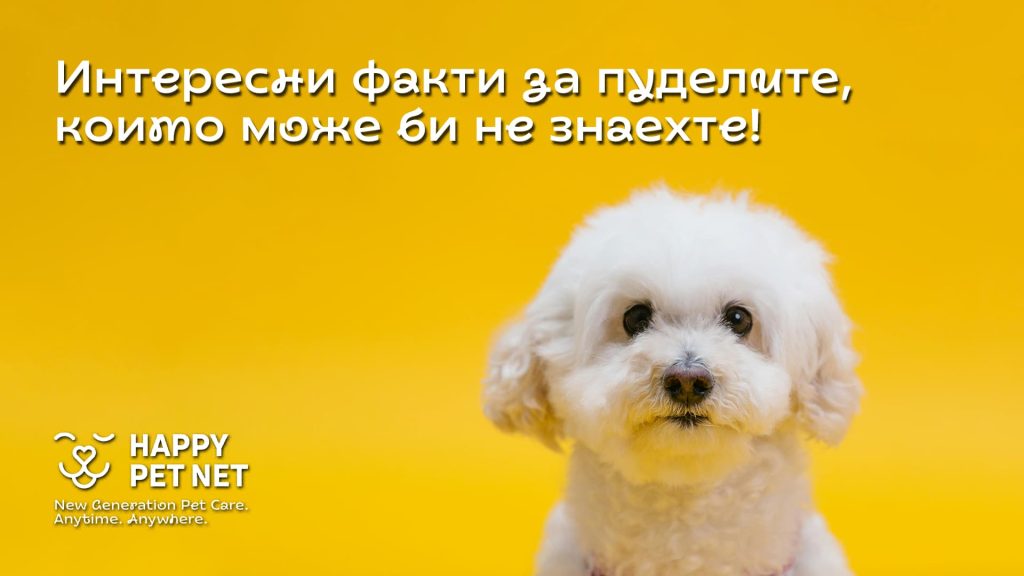 Интересни факти за пуделите, които може би не знаехте!