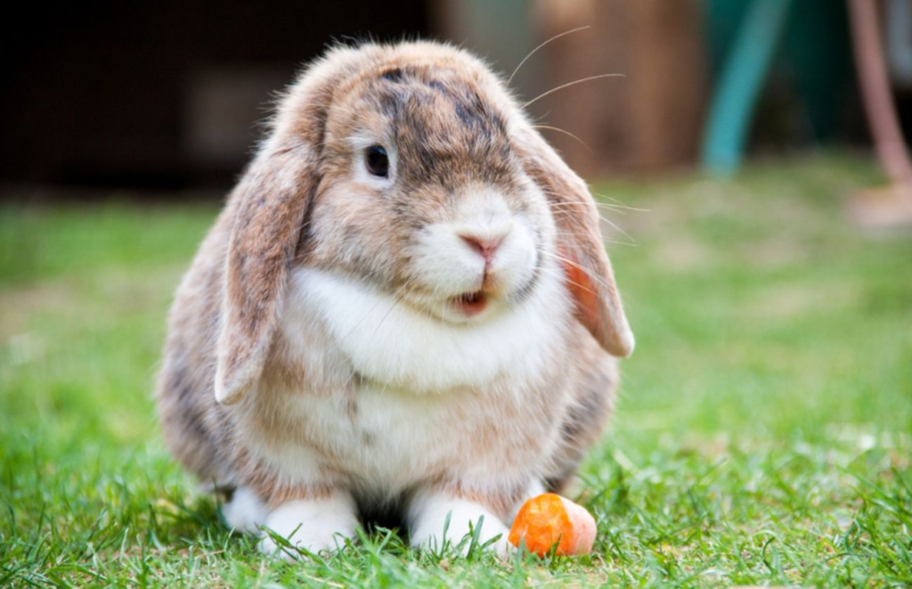Колко дълго живеят зайците? Ръководство за правилнагрижа за зайци! Happy Pet Net 1 Малък домашен заек, който яде морков