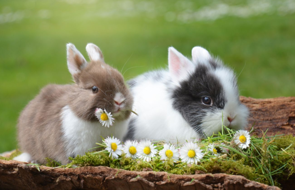 Колко дълго живеят зайците? Ръководство за правилнагрижа за зайци! Happy Pet Net 3 Мъжко и женско зайче