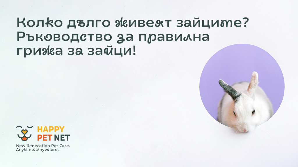 Колко дълго живеят зайците? Ръководство за правилнагрижа за зайци!