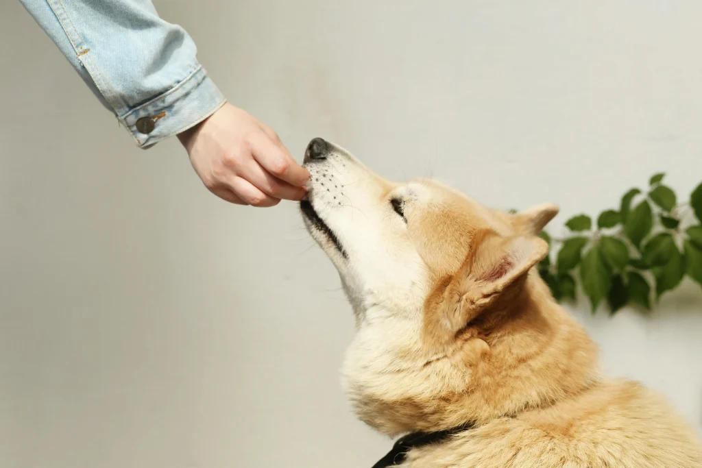 15 съвета за нови стопани на кучета Happy Pet Net 1 Награждаване на куче с лакомства за положително поведение
