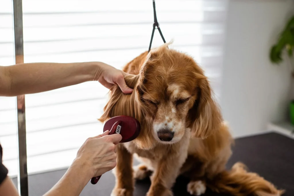 15 съвета за нови стопани на кучета Happy Pet Net 4 Куче на професионален груминг