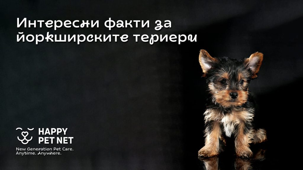 Интересни факти за йоркширските териери, които може би не знаехте!