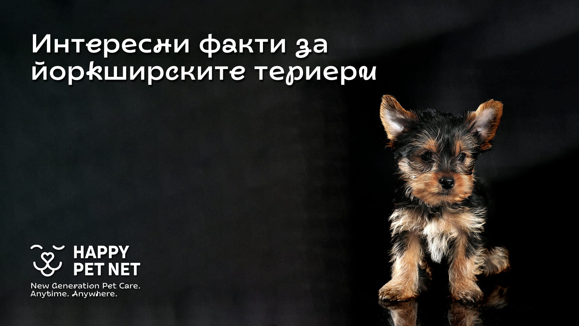 Интересни факти за йоркширските териери, които може би не знаехте!