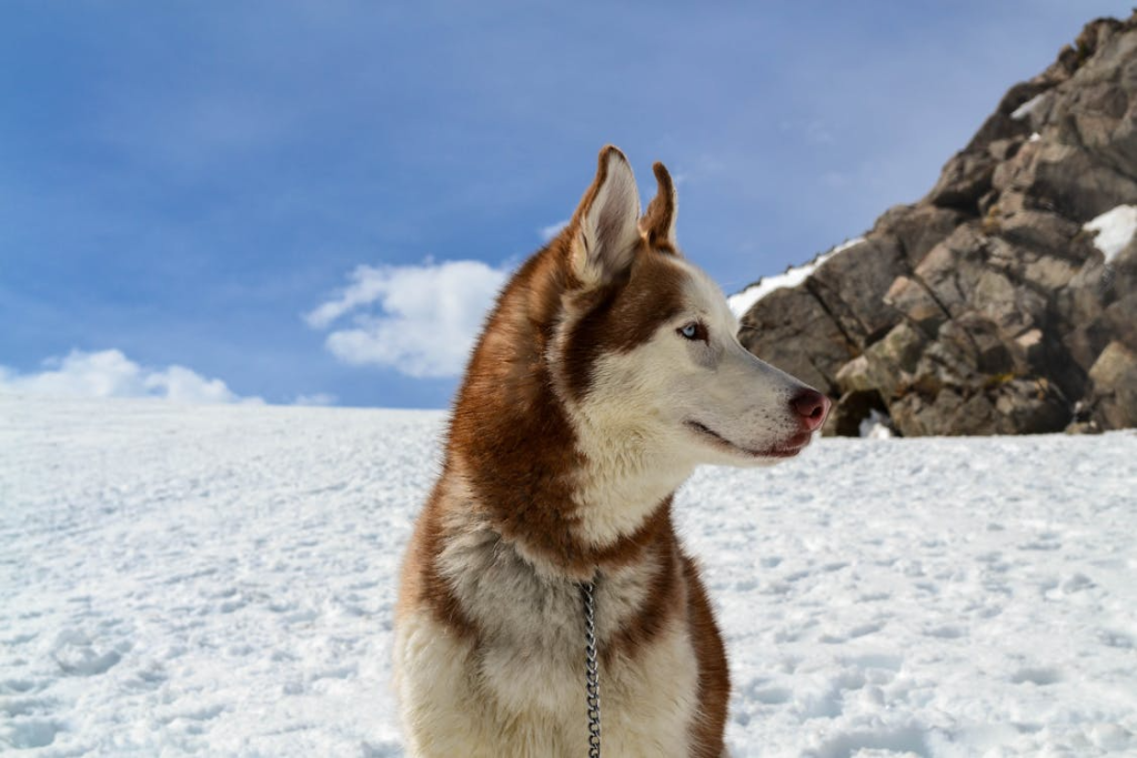 Интересни факти за сибирските хъскита, които може би не знаехте! Happy Pet Net 4 Сибирското хъски е естествено чисто