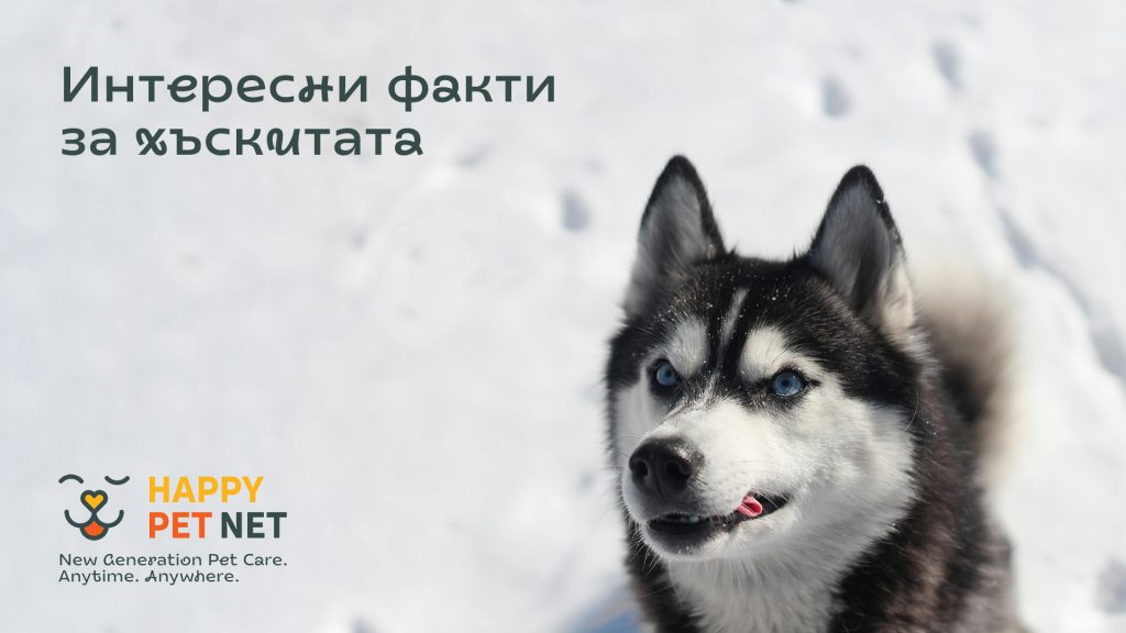 Интересни факти за сибирските хъскита, които може би не знаехте!