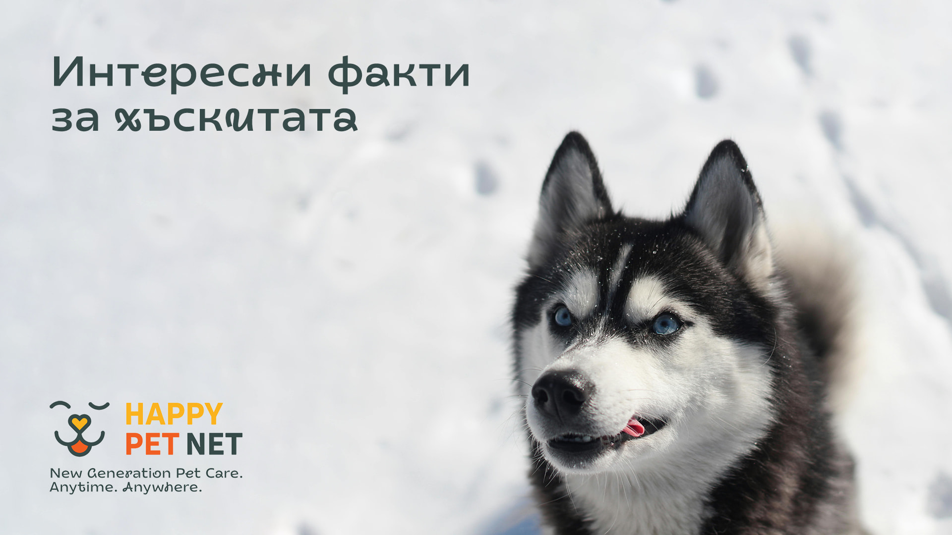 Интересни факти за сибирските хъскита, които може би не знаехте!