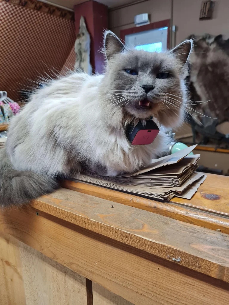 Котаракът Стъбс – необичайният „кмет“ на Талкитна, Аляска Happy Pet Net 3