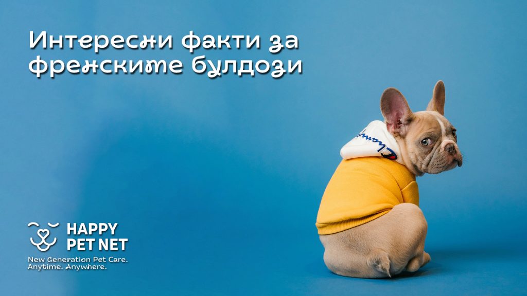 Интересни факти за френските булдози, които може би не знаехте!