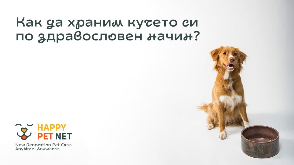 Как да храним кучето си по здравословен начин?