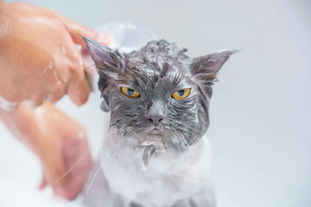 Как да къпем котка: Съвети стъпка по стъпка Happy Pet Net 1 Котка, която я къпят