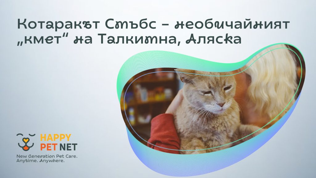 Котаракът Стъбс – необичайният „кмет“ на Талкитна, Аляска