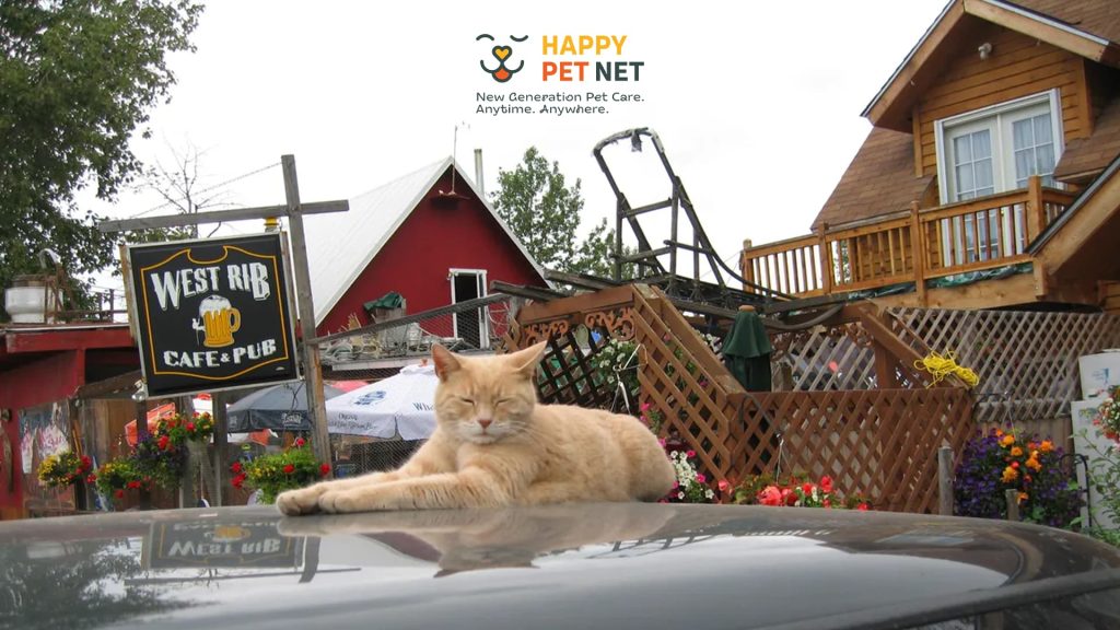 Котаракът Стъбс – необичайният „кмет“ на Талкитна, Аляска