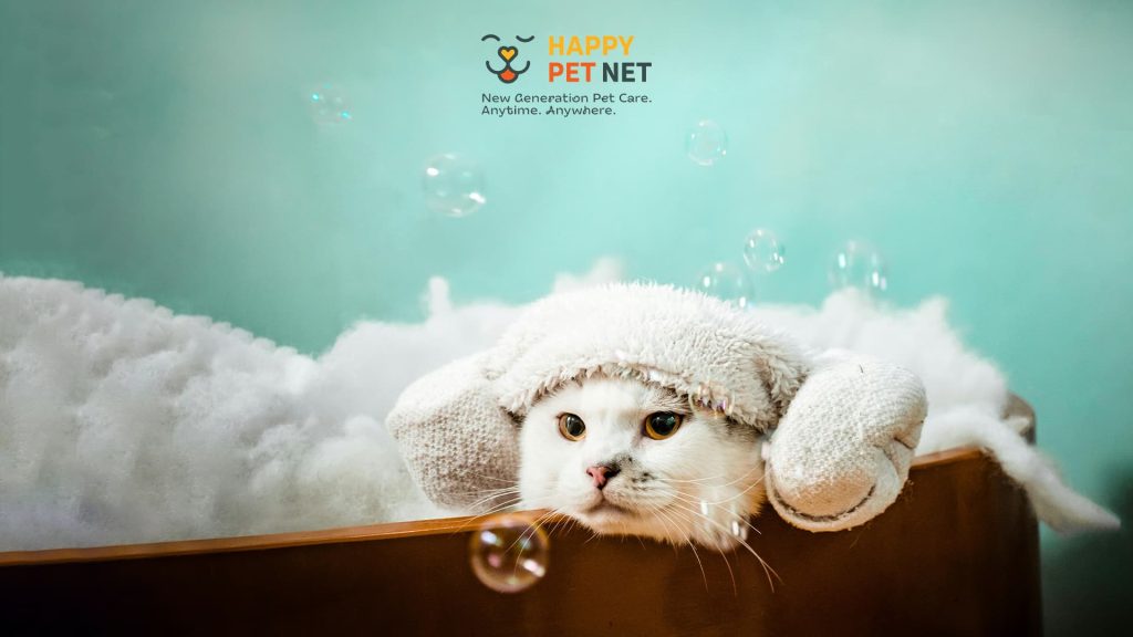 Как да къпем котка: Съвети стъпка по стъпка