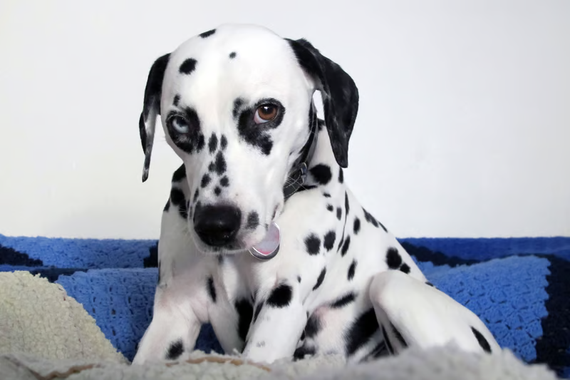 10 породи кучета, които не понасят да бъдат оставяни сами Happy Pet Net 1 Далматинец