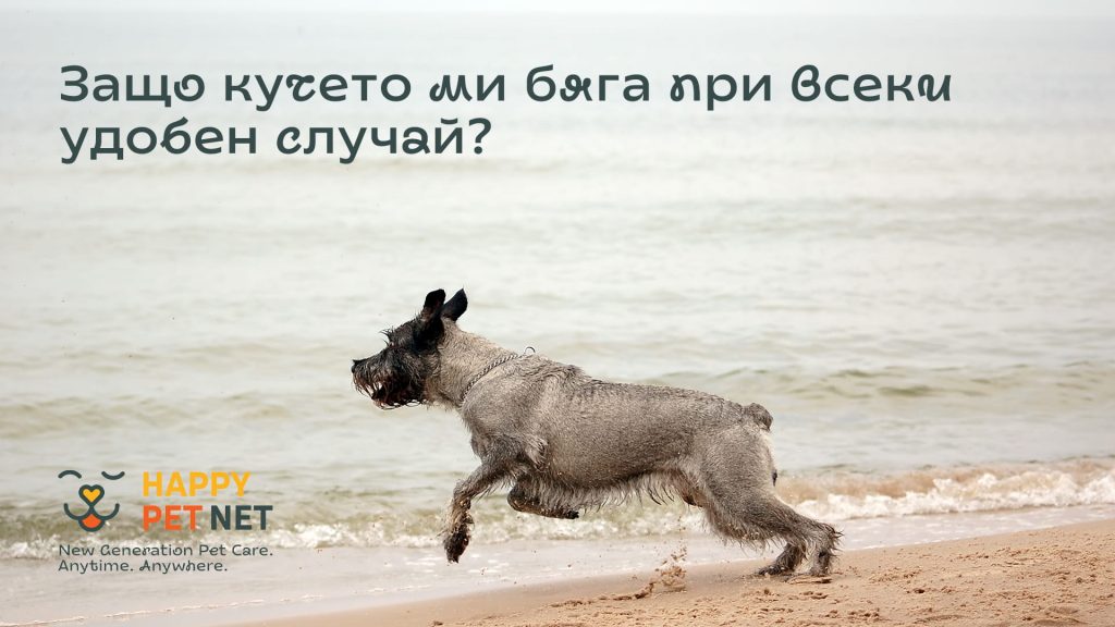 Защо кучето ми бяга при всеки удобен случай?