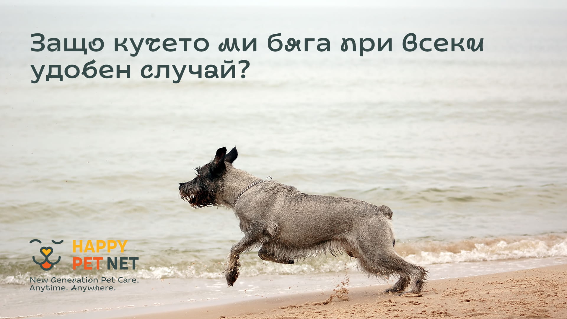 Защо кучето ми бяга при всеки удобен случай?