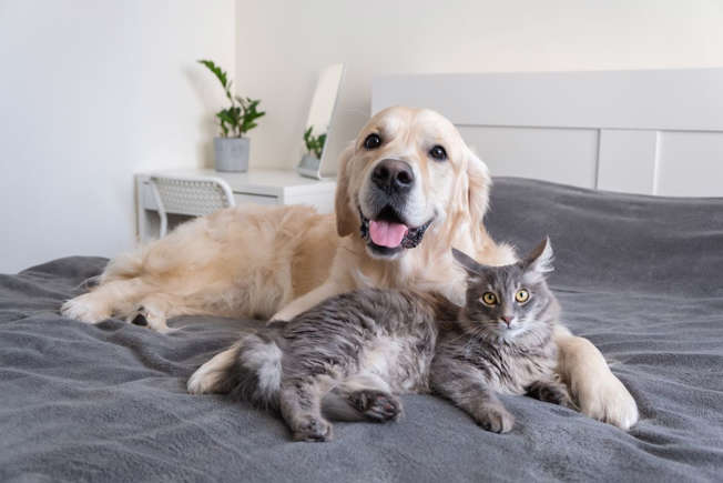 8 очарователни породи кучета, които се разбират с котки Happy Pet Net 1 Голдън ретривър и котка на легло
