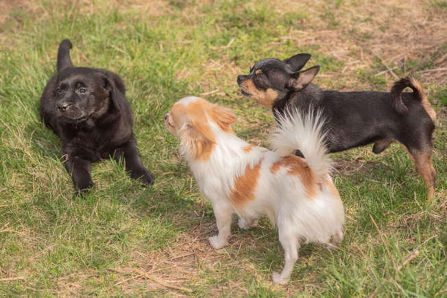 7 породи кучета, които мразят други кучета, но обичат хората Happy Pet Net 2 Чихуахуа лаят друго куче