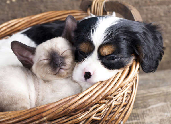 8 очарователни породи кучета, които се разбират с котки Happy Pet Net 5 Кавалер Кинг Чарлз шпаньол и котка в кошница