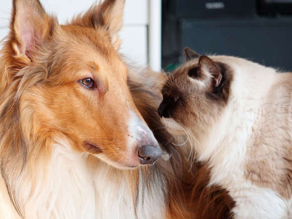 8 очарователни породи кучета, които се разбират с котки Happy Pet Net 6 Куче Коли и Котка
