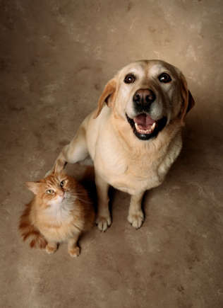 8 очарователни породи кучета, които се разбират с котки Happy Pet Net 2 Лабрадор и котка