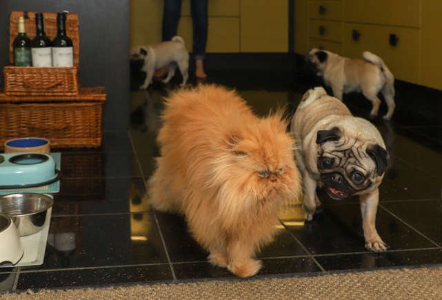 8 очарователни породи кучета, които се разбират с котки Happy Pet Net 3 Мопс и котка