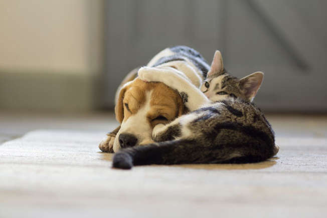 8 очарователни породи кучета, които се разбират с котки Happy Pet Net 4 Котка гушка бигъл