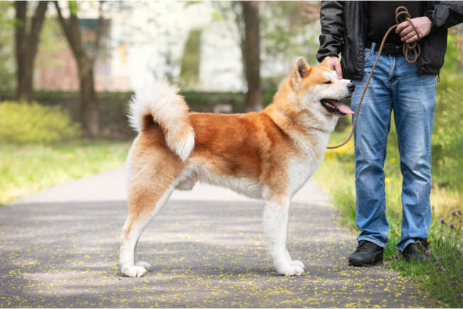 7 породи кучета, които мразят други кучета, но обичат хората Happy Pet Net 1 Акита Ину на разходка