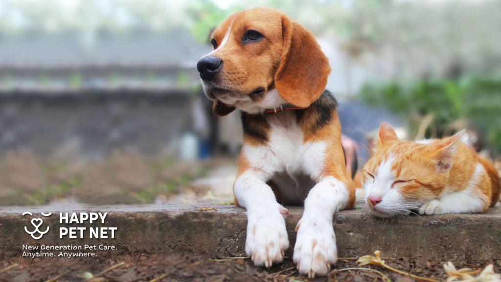 8 очарователни породи кучета, които се разбират с котки