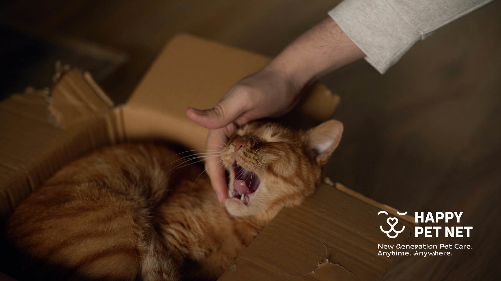 Защо котката ми ме хапе? Защо котката ми ме хапе?