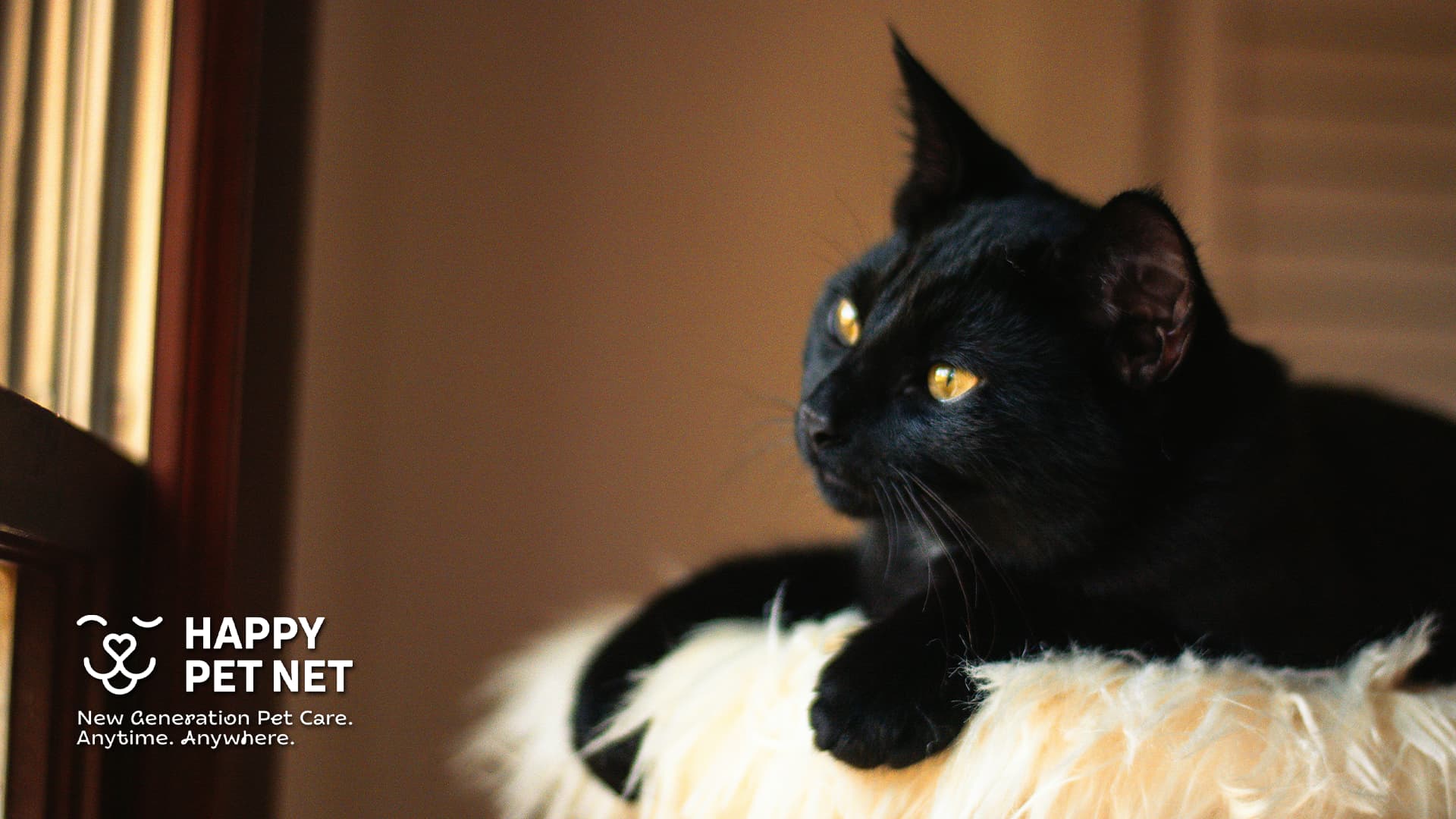 Испански град забранява осиновяването на черни котки по време на Хелоуин