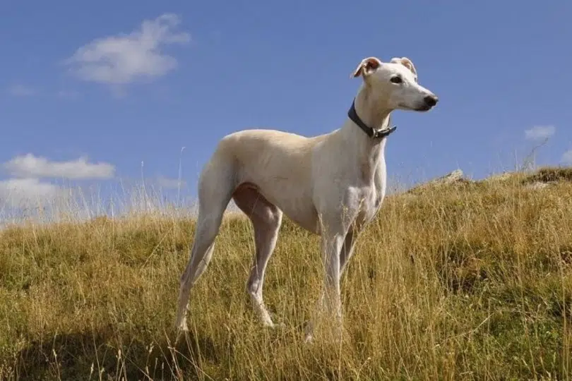 Грейхаунд на поле