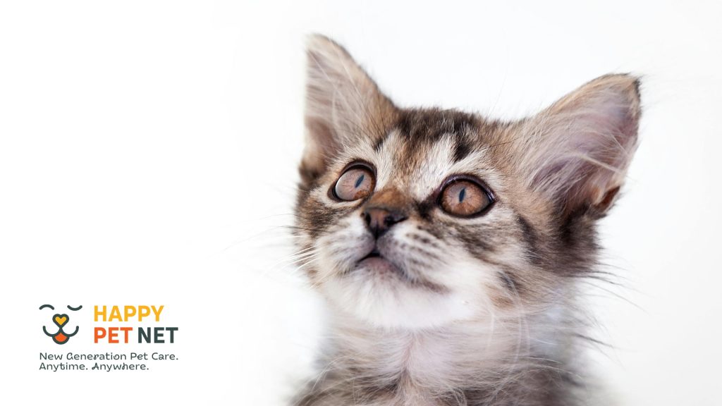 Може ли котката ми да има аутизъм?