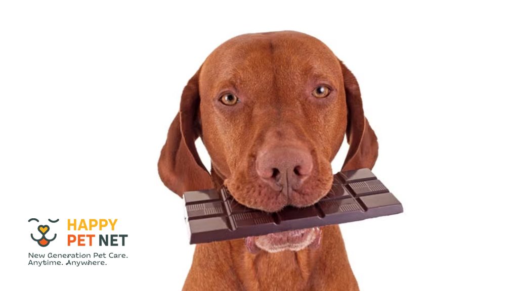 Защо кучетата не могат да ядат шоколад?