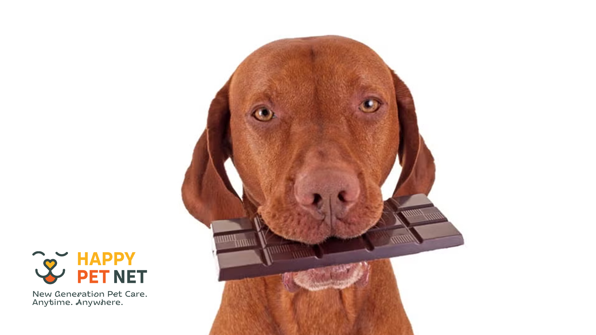 Защо кучетата не могат да ядат шоколад?