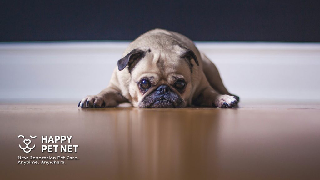 3 признака, че кучето ви скучае + лесни начини да помогнете