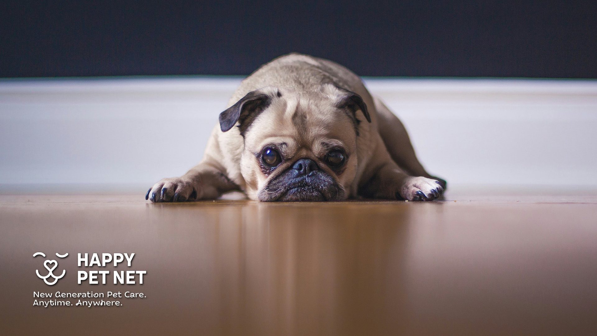 3 признака, че кучето ви скучае + лесни начини да помогнете