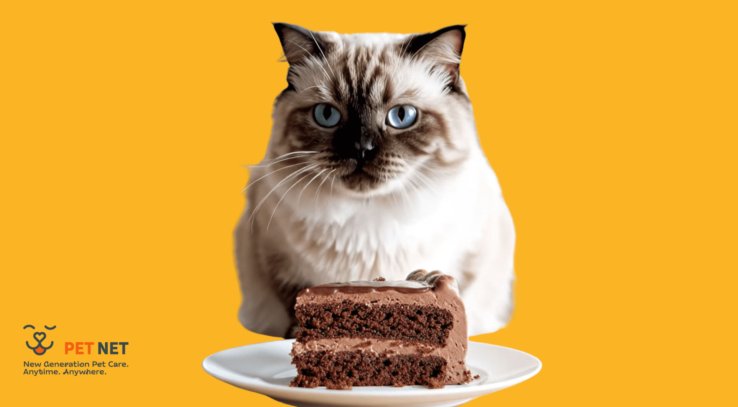 Котки и сладко: Обичат ли котките захар? 🐱🍰