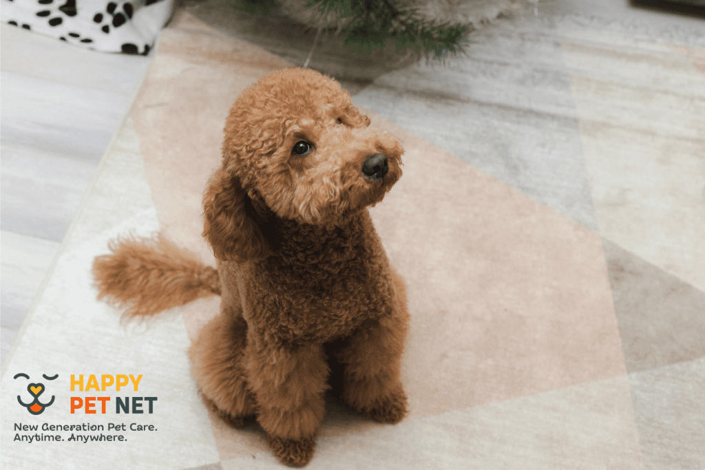 Пуделът не е това, което си мислиш!